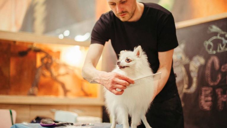 pomeranian dog getting groomed
