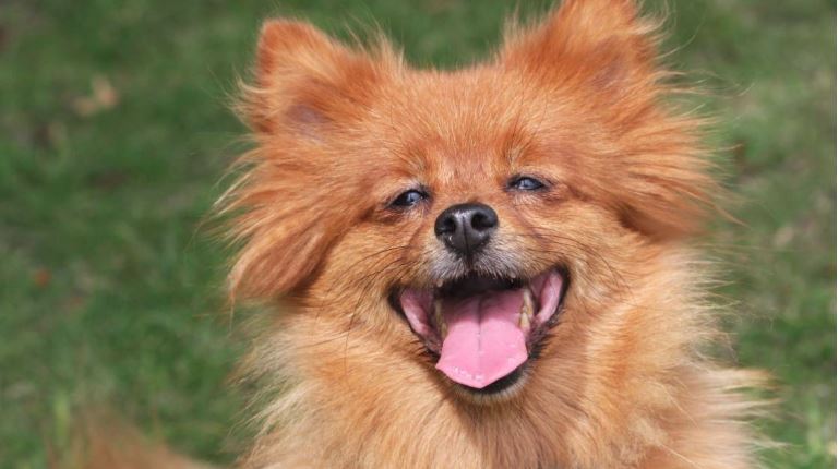 smiling Pomeranian