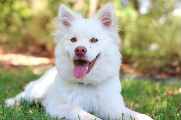 white sammy dog