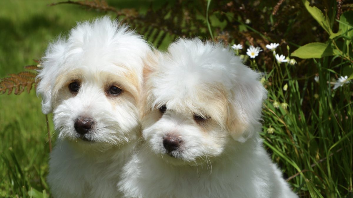 two white puppies