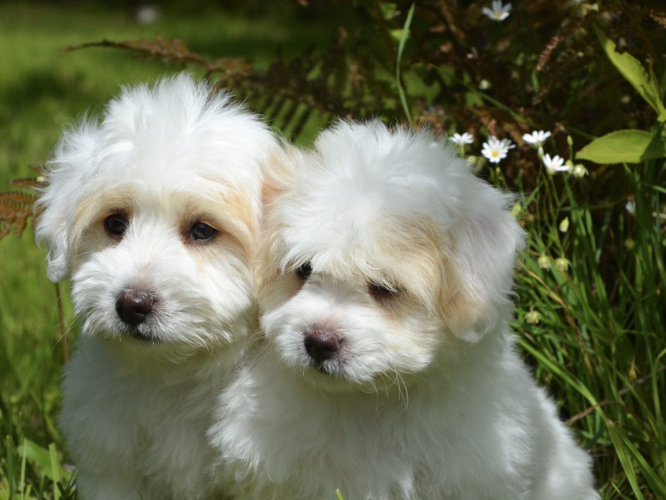 two white puppies
