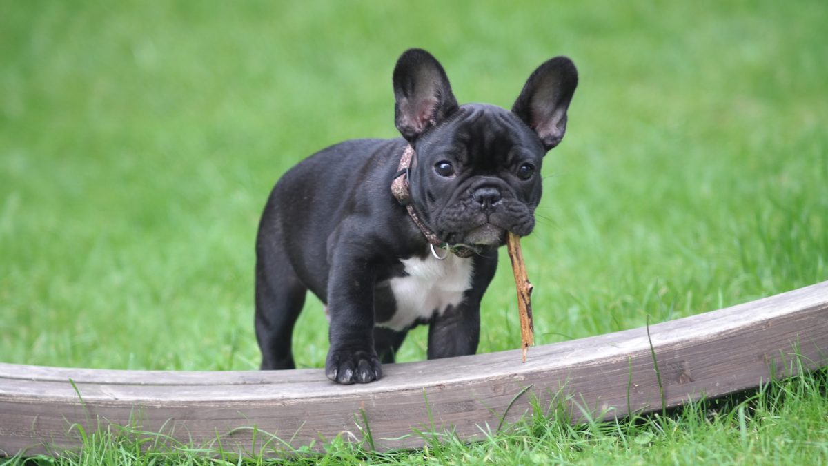 puppy bulldog picture for dog groomers