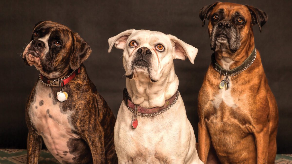3 dogs chillin