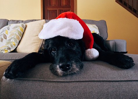 dog wearing a hat sitting on a bed