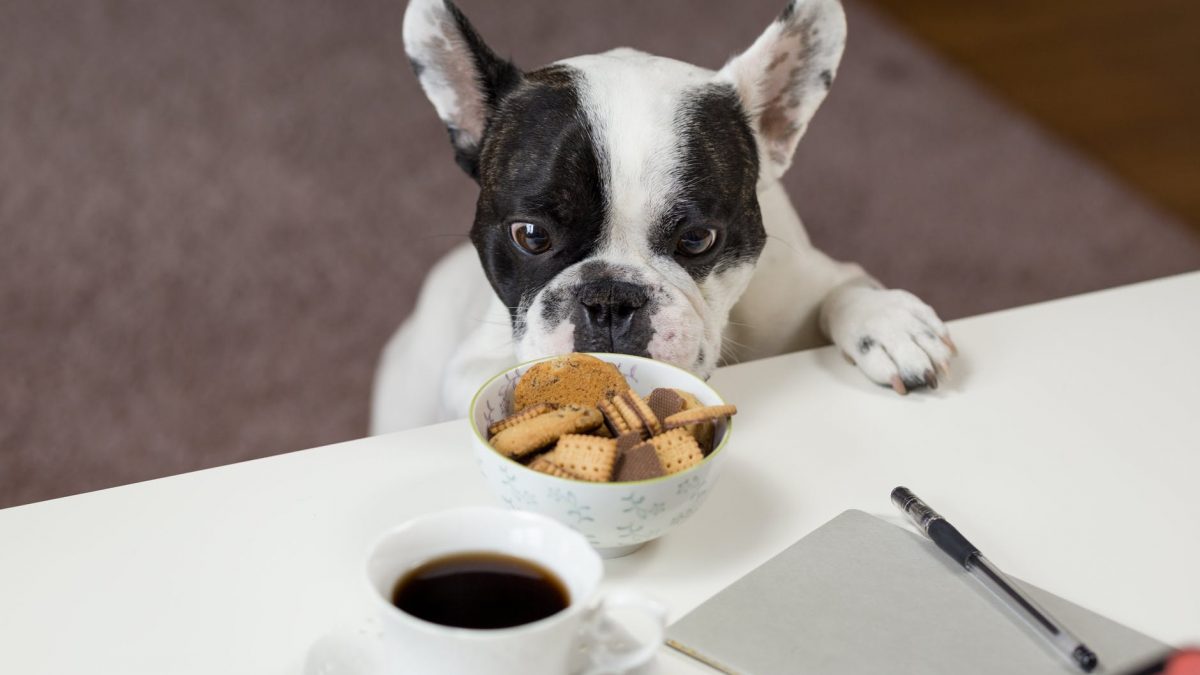 Pug eyeing a bowl of treats on a table