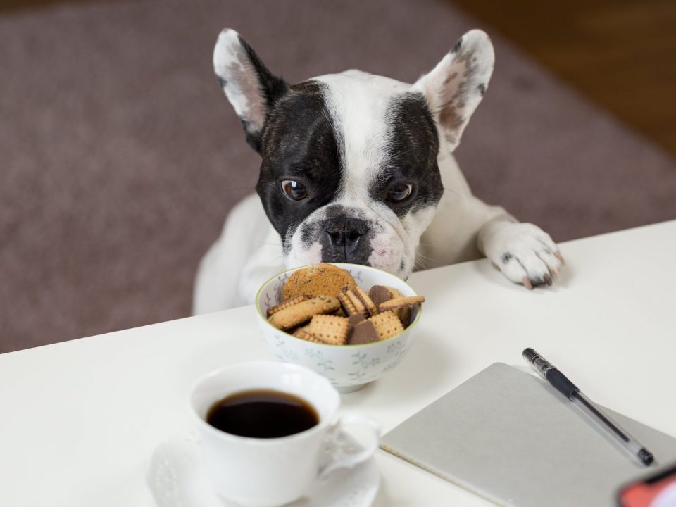 Pug eyeing a bowl of treats on a table