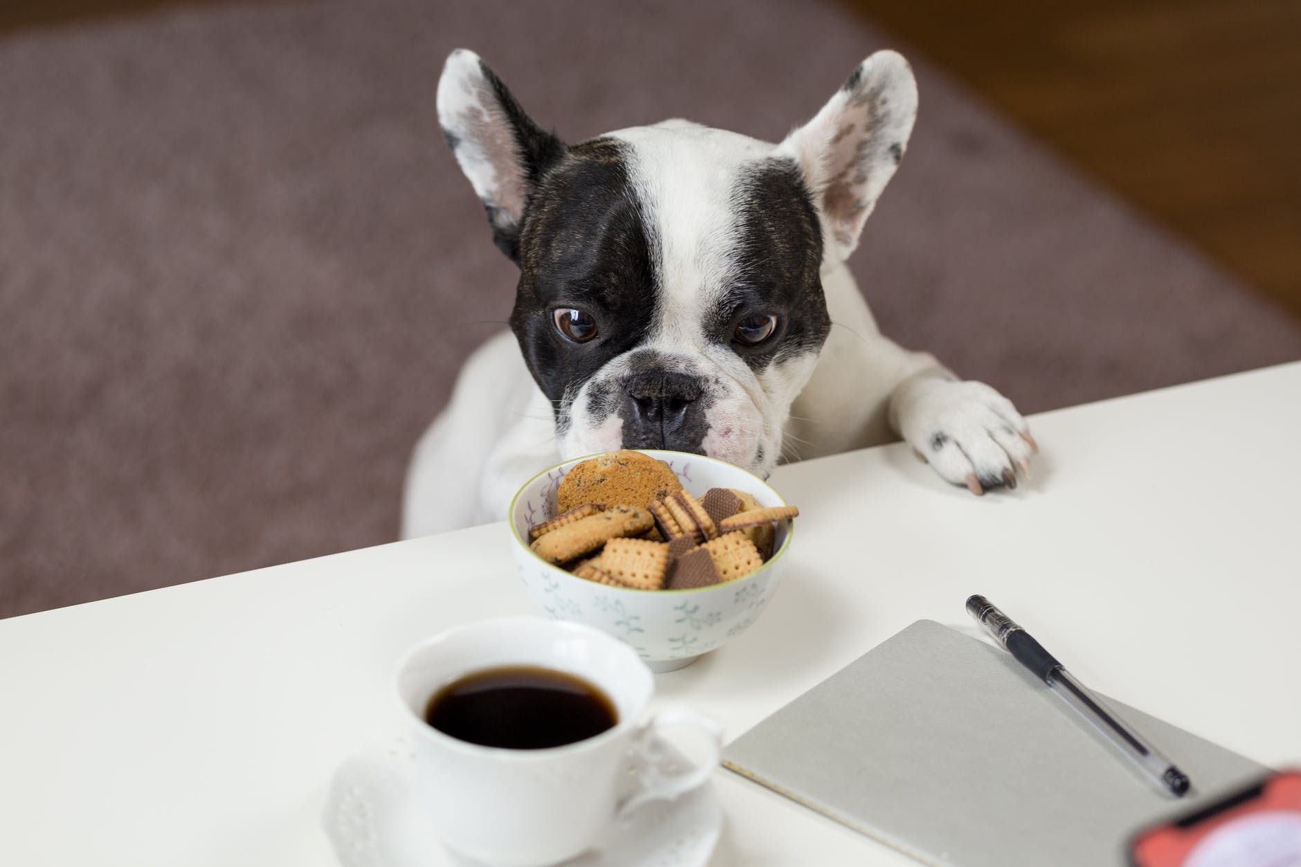 Pug eyeing a bowl of treats on a table