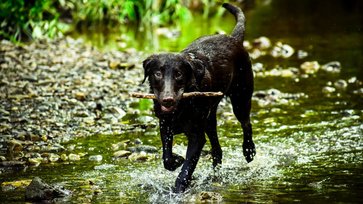 dog playing fetch with a stick