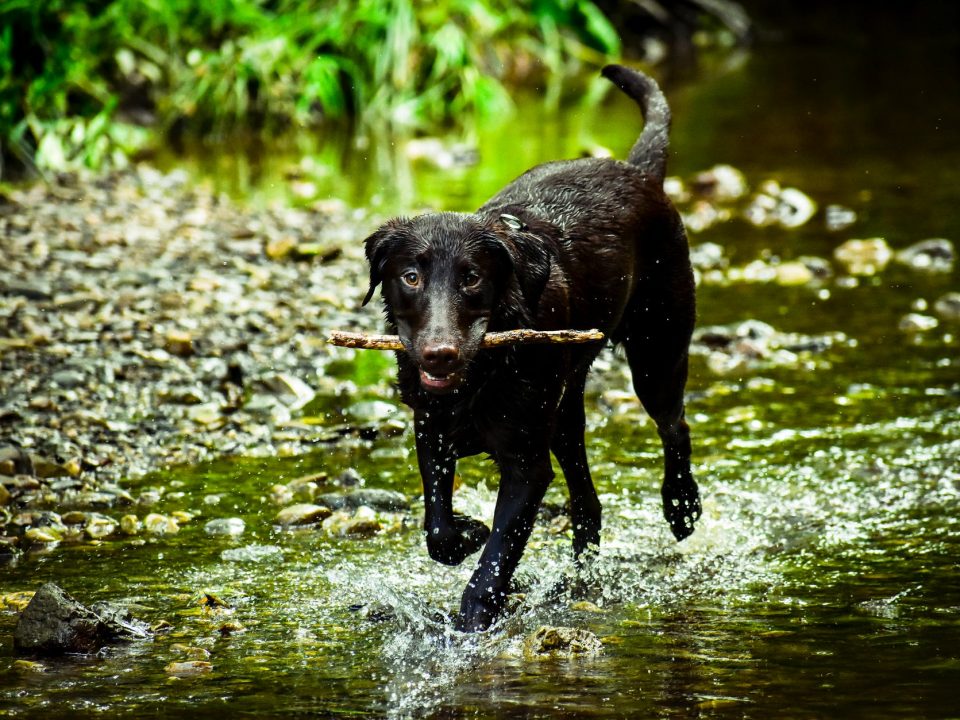 dog playing fetch with a stick