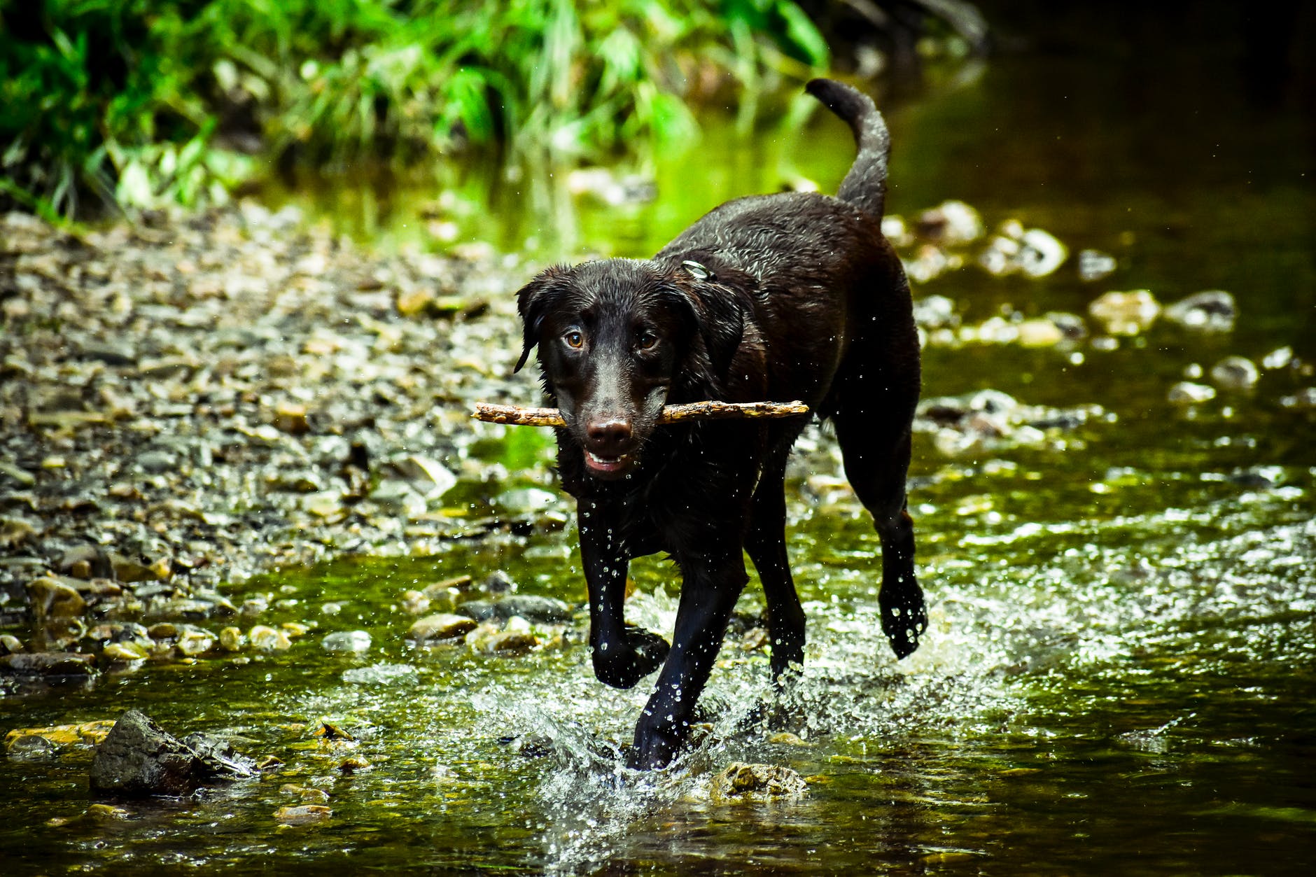 dog playing fetch with a stick