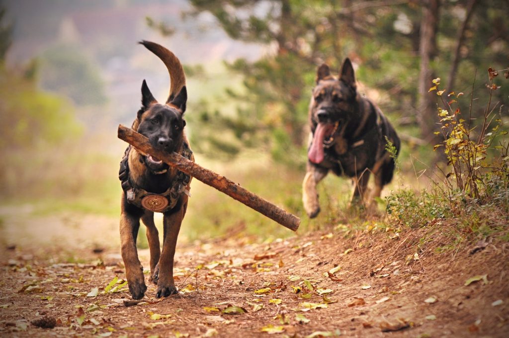 two dogs playing fetch