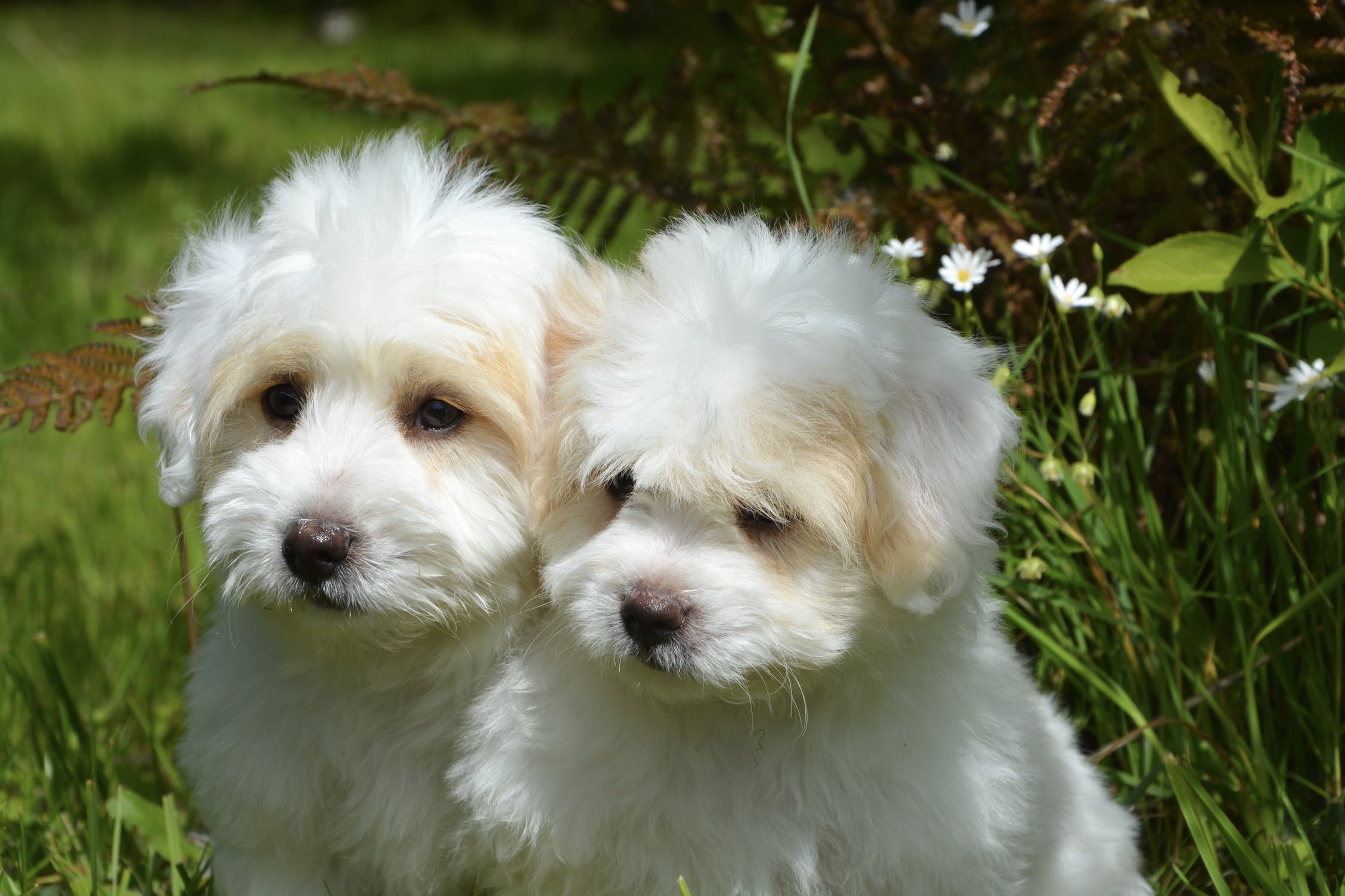 dog grooming bergen county