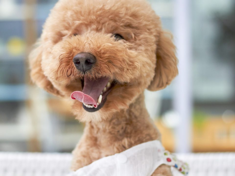 dog grooming englewood NJ