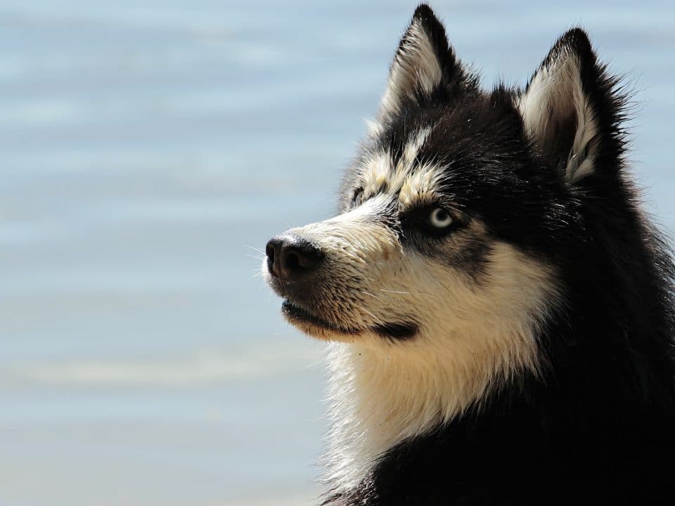 husky dog