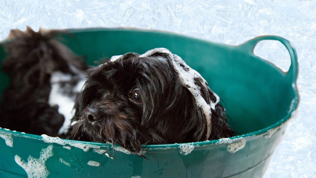 doggy in bath