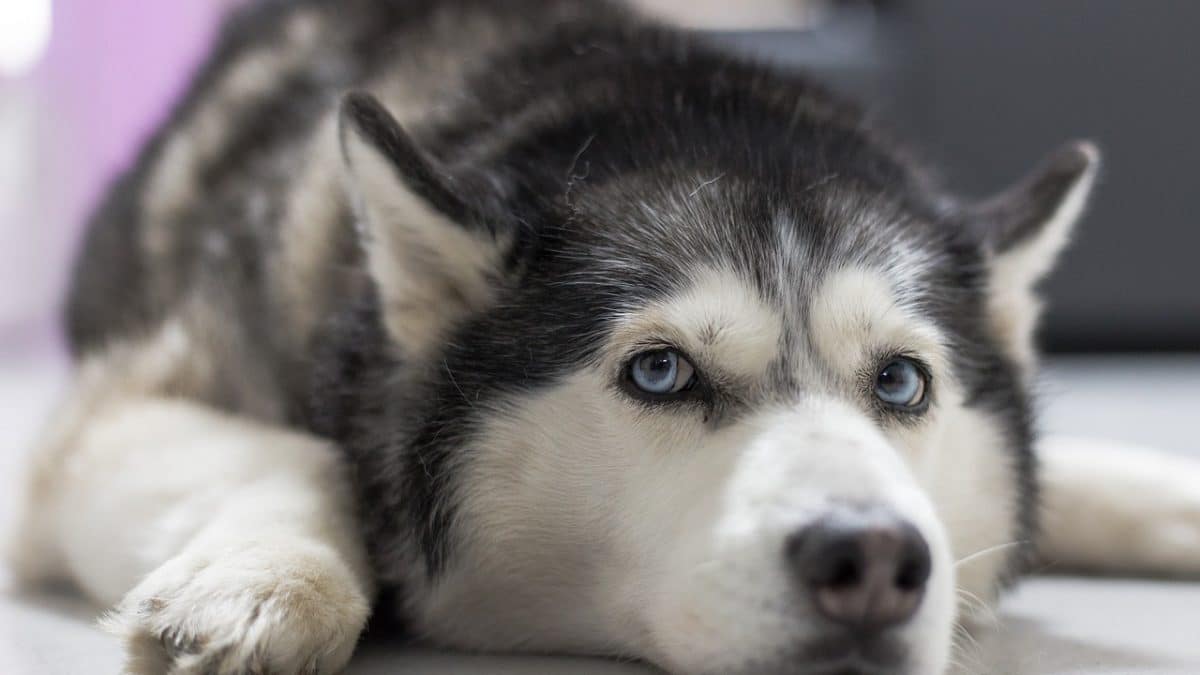husky looking furtive