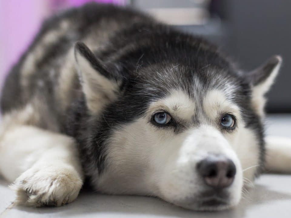 husky looking furtive