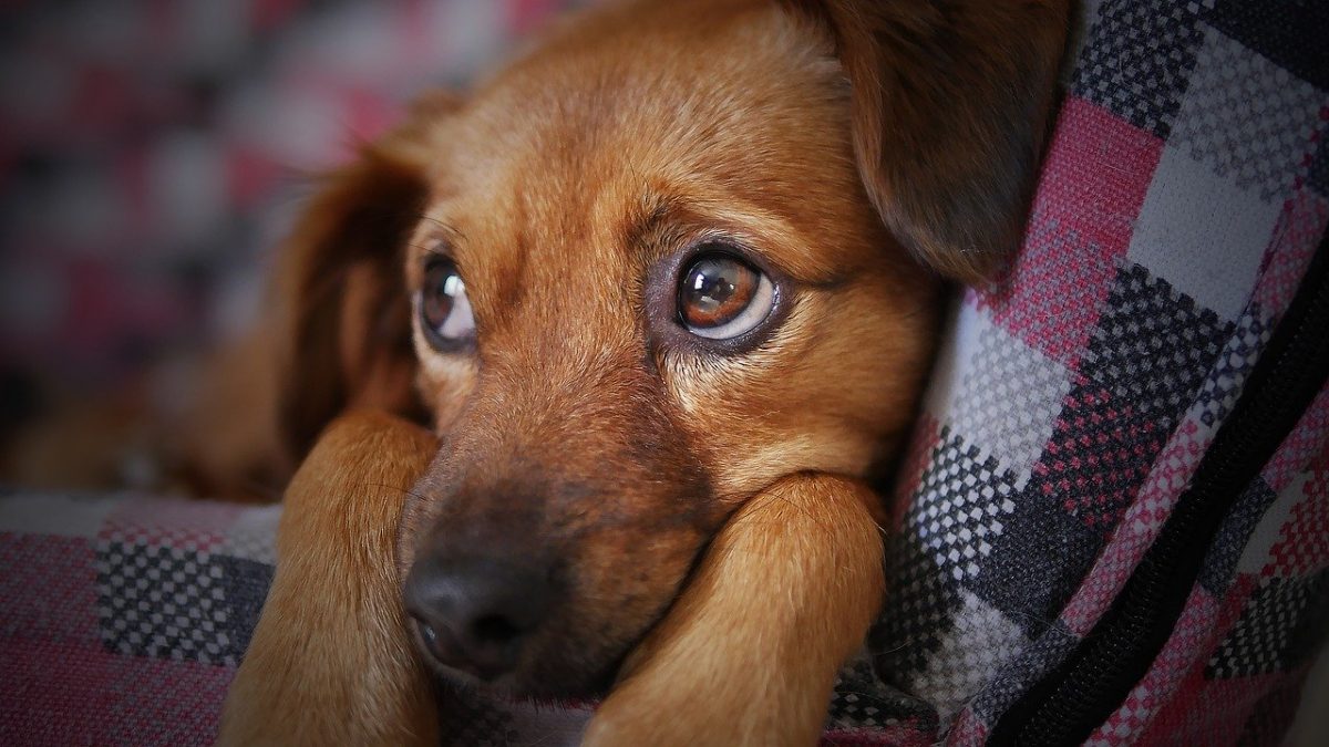dog groomers in Englewood NJ