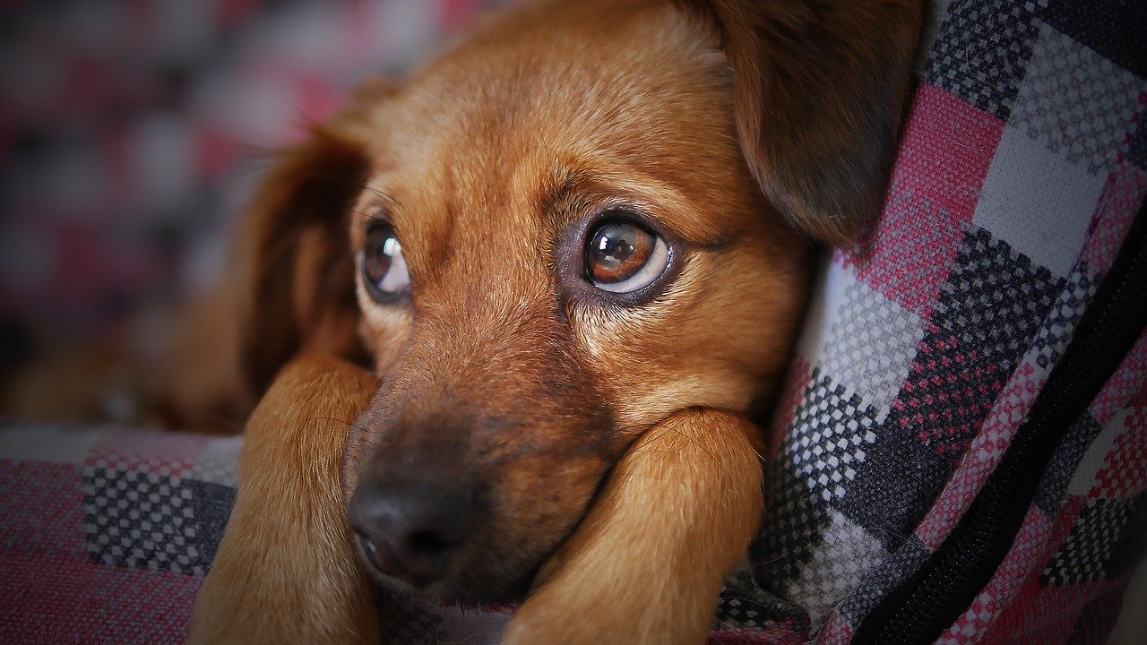 dog groomers in Englewood NJ