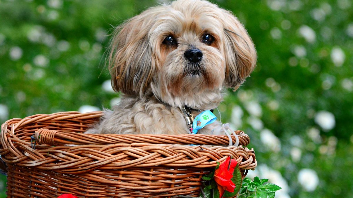 cute dog in basket