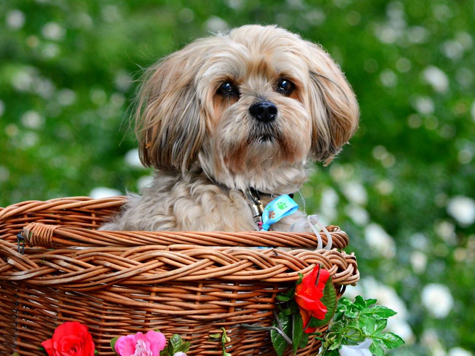 cute dog in basket