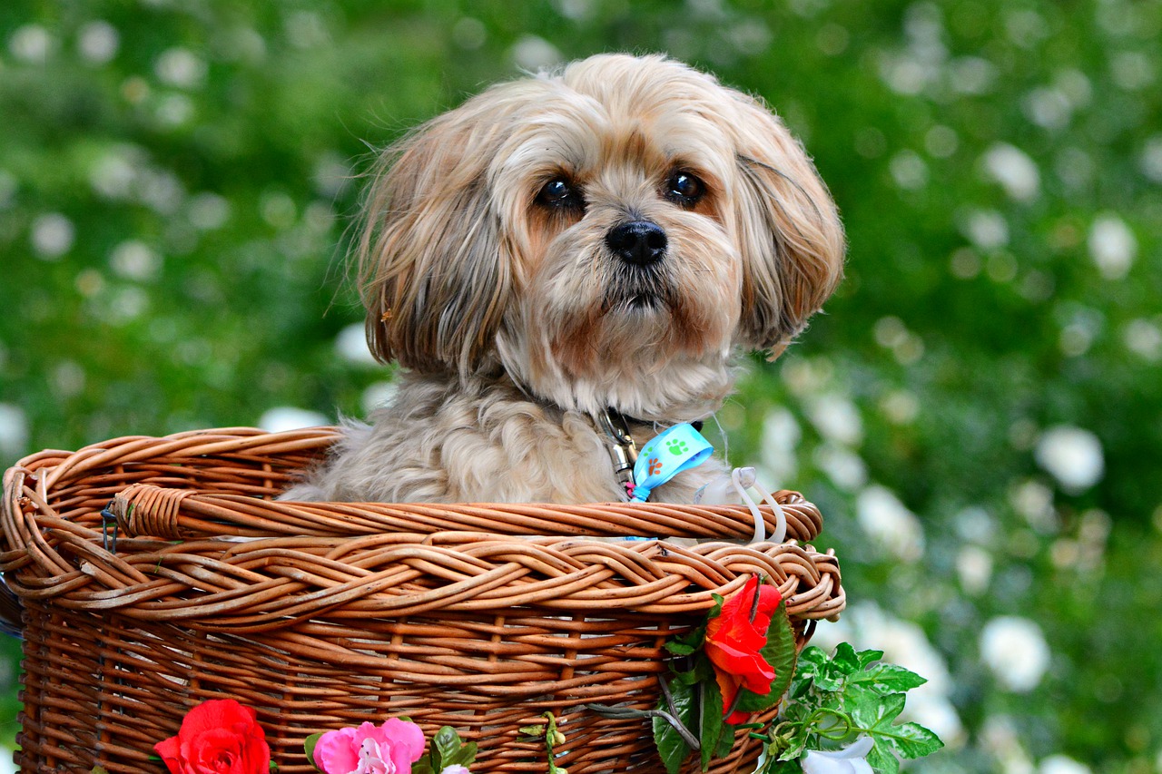 cute dog in basket