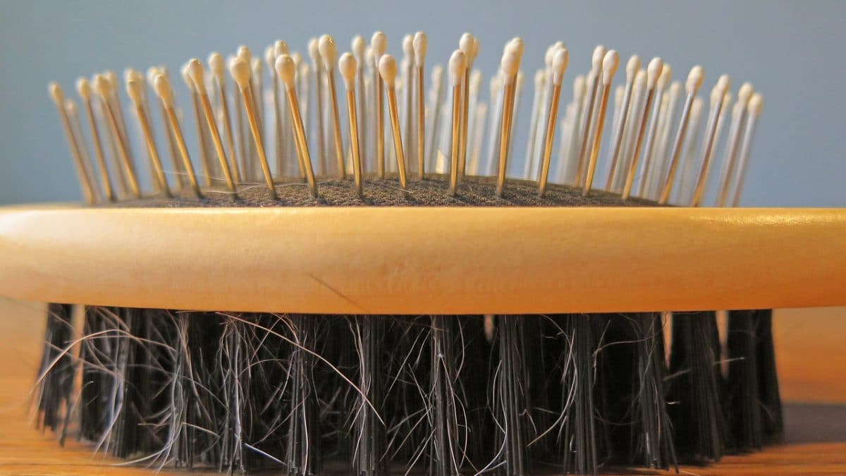 dog hair brush