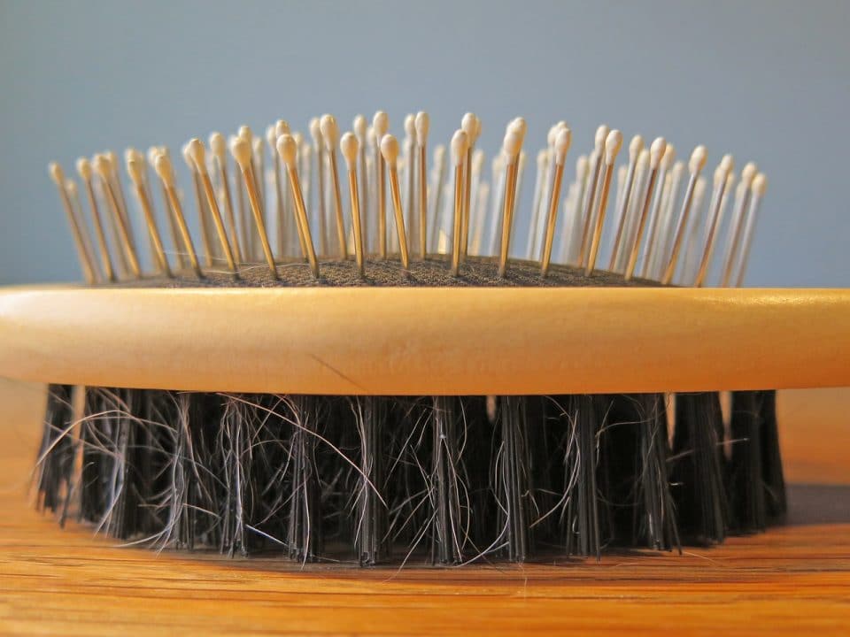 dog hair brush
