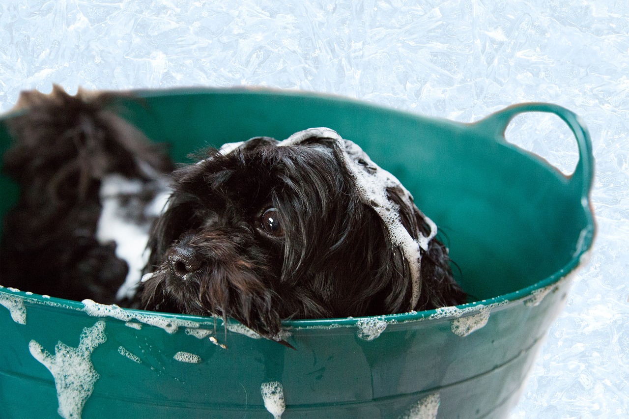 dog grooming in bath