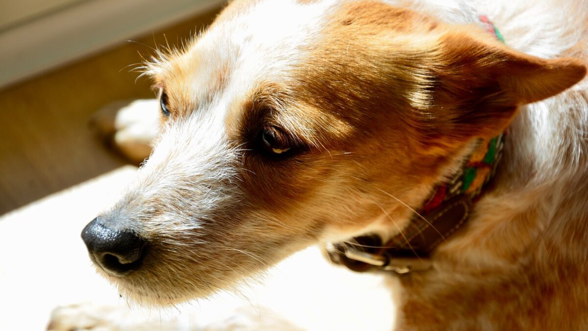 dog looking sad and anxious because afraid of grooming