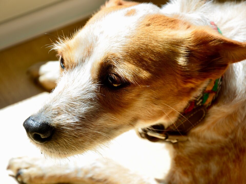 dog looking sad and anxious because afraid of grooming