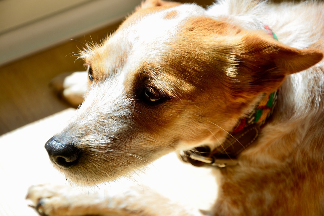 dog looking sad and anxious because afraid of grooming