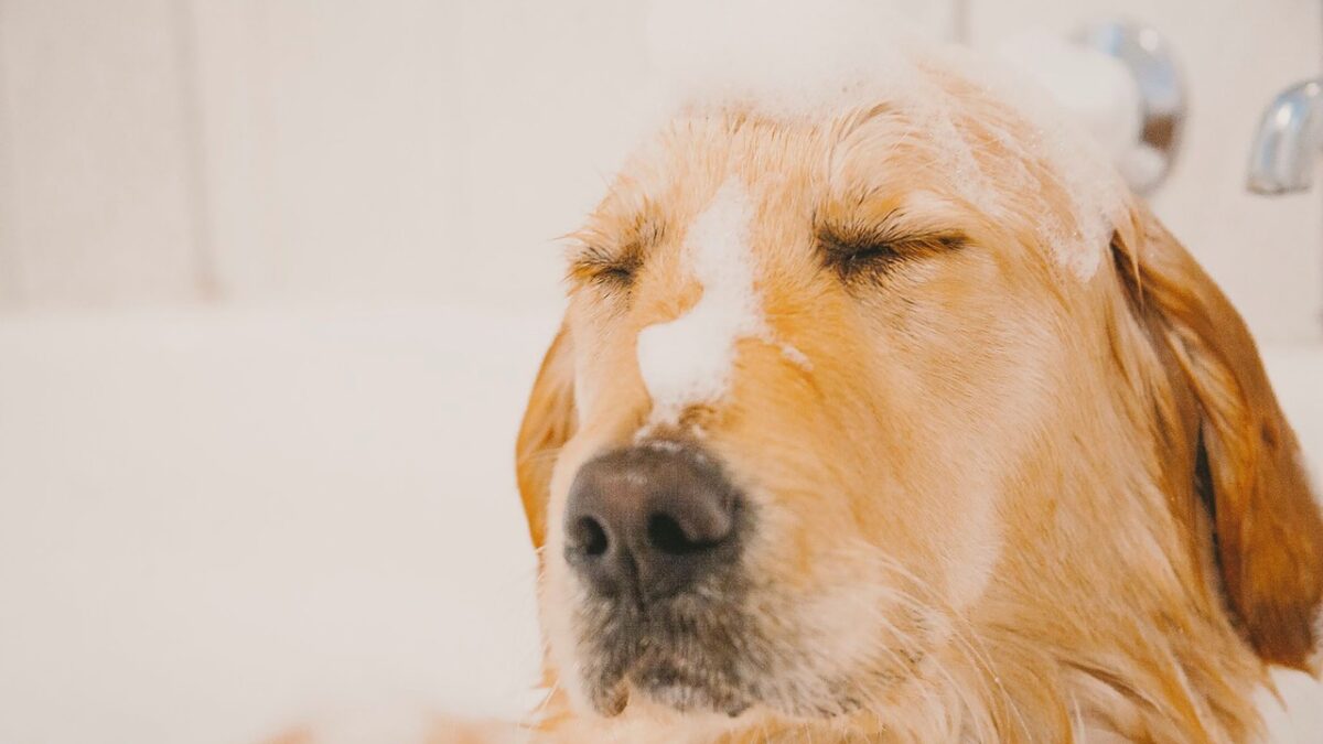 dog bathing reluctantly